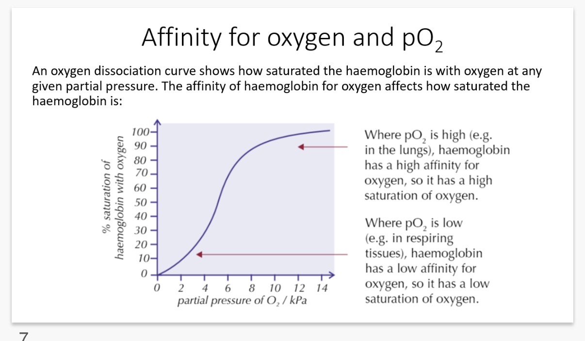 <ol><li><p>Read the info in the graph and then explain the shape of the S curved oxygen dissociation graph?</p><p>Note: when the curve is steepest, a small change in pO2 causes a big change in the amount of oxygen carried by the haemoglobin.</p></li><li><p>Explain the meaning of quaternary structure?</p></li></ol><p></p>