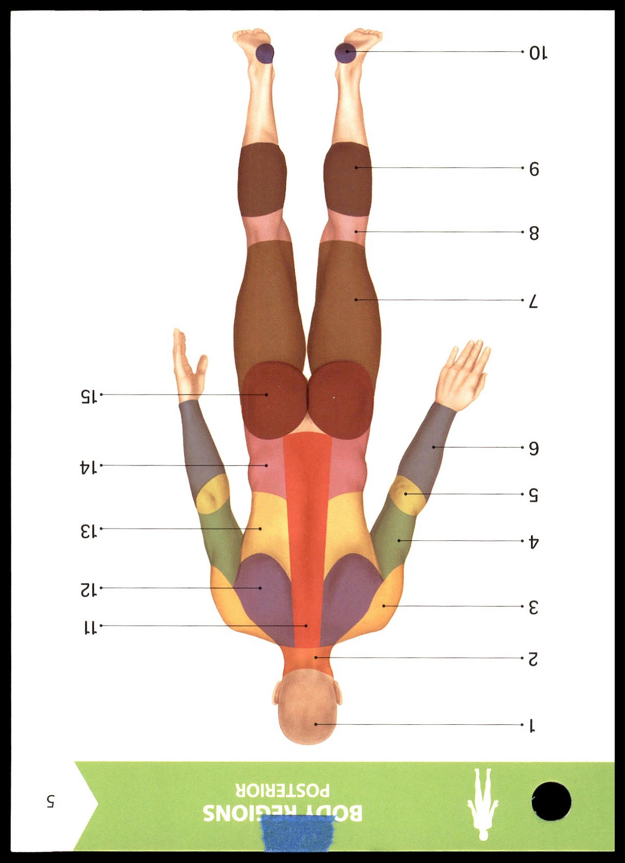 <p>What is Label 15 on Flashcard 5 (Body Regions Posterior)?</p>
