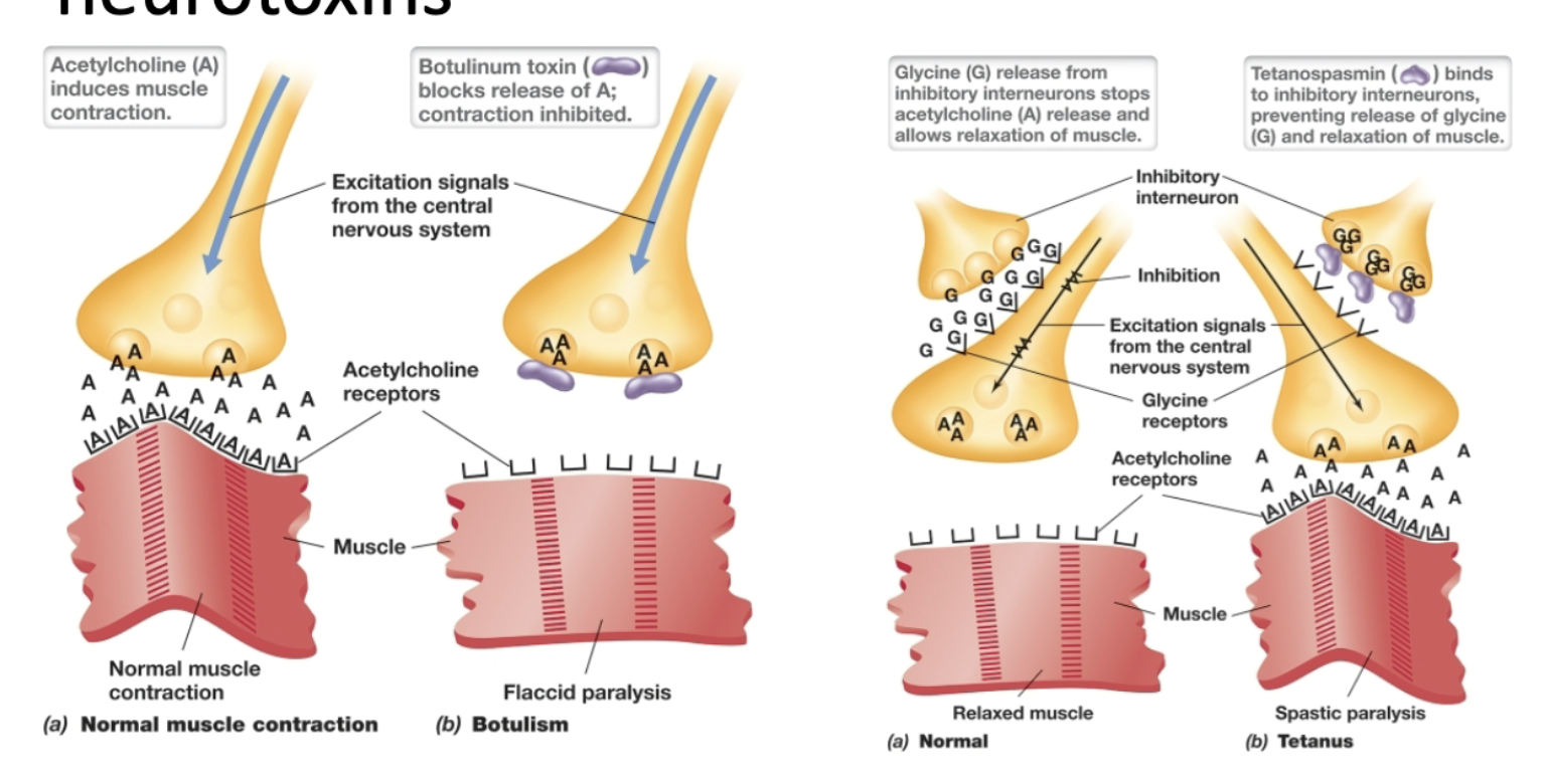 <p>tetanospasmin toxin binds to inhibitory interneurons that prevents release of glycine, which allows relaxation of muscle. Thus, muscle is prevented from relaxing. </p><p>botulinum toxin blocks release of acetylcholine, which is a neurotransmitter that induces muscle contraction. Thus, muscle cannot contract. </p>