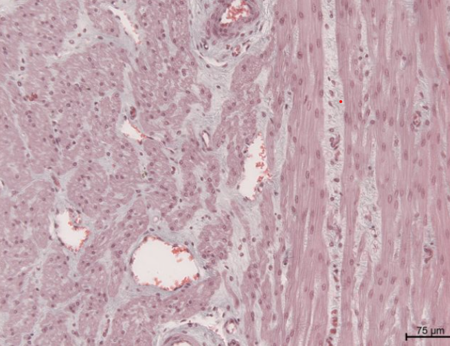 <p>what tissue is this</p>