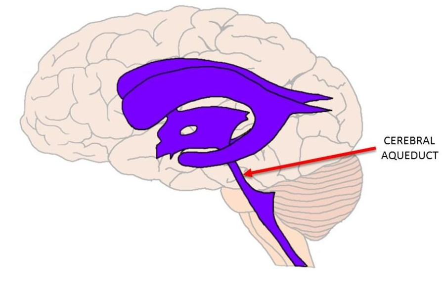 <p>a narrow, fluid-filled tube located in the midbrain</p><ul><li><p>allows <strong>CSF</strong> to flow directly from the third ventricle to the fourth ventricle</p></li></ul><p></p>