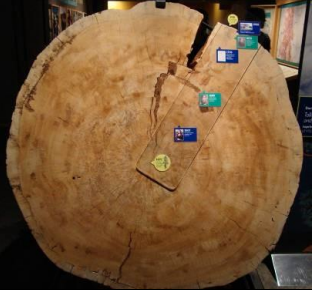 <p>What is this and what does it show? Bonus: What is the history of this specimen?</p>