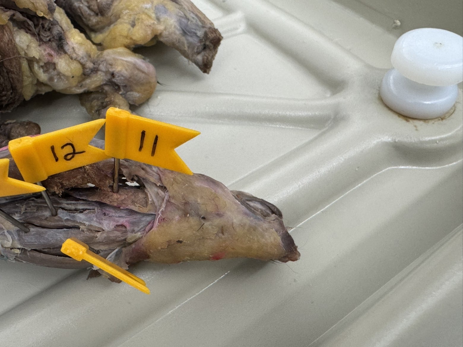 <p>Numbers:</p><p>11</p><p>12</p>