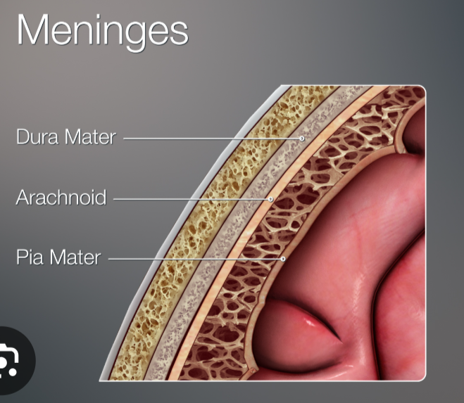 <p>the <strong>outermost, thickest, and most durable</strong> of the meninges</p><ul><li><p>protect the brain and spinal cord</p></li></ul><p></p>