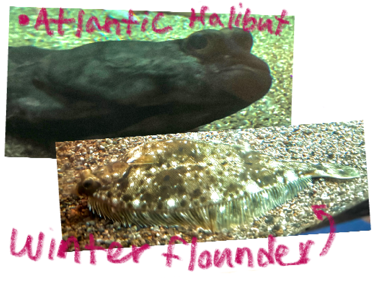 <p>Right-eyed flat fishes</p>