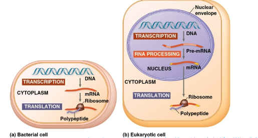 <p><strong>transcription: </strong></p>
