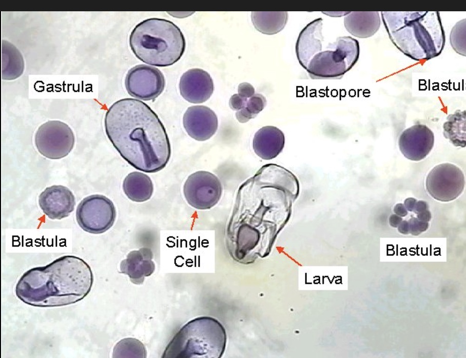 <p><span>Sea star cellular development </span><mark data-color="rgba(0, 0, 0, 0)" style="background-color: rgba(0, 0, 0, 0); color: inherit;">begins with fertilized eggs undergoing rapid cleavage to form a blastula, which then gastrulates to establish three germ layers (ectoderm, endoderm, mesoderm)</mark></p>