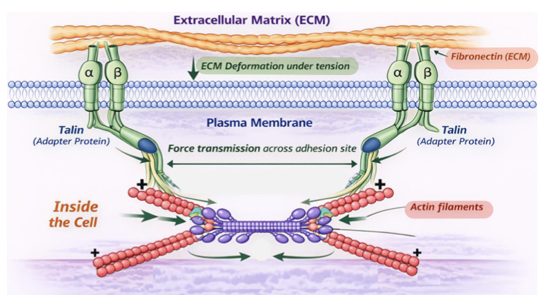 <p>Mechanical tension across adhesion sites is used to <strong><u>produce force </u></strong></p><ul><li><p>this force can <strong><u>stretch ECM</u></strong> proteins such as fibronectin, promoting ECM remodeling </p><ul><li><p>this is how mechanical forces transmitted through integrins are converted into biochemical signals that control cell’s <strong><em>external environment </em></strong></p></li></ul></li></ul><p></p>