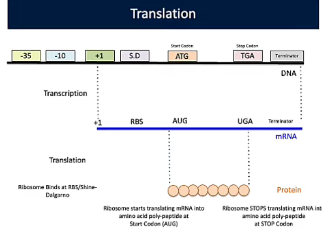 <p><span style="background-color: transparent;"><strong>Translation</strong></span></p>