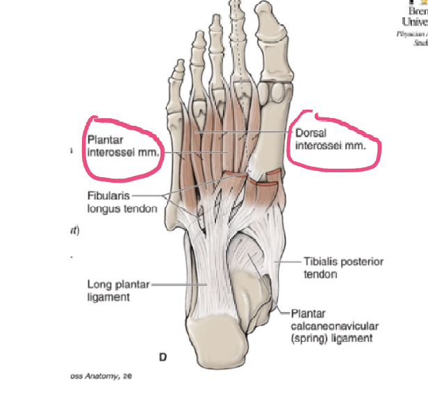 <p>ORIGIN: bases, medial sides of metatarsals 3-5 </p><p>INSERTION: medial sides of dorsal digital expansions digits 3-5 </p><p>FUNCTION: adducts digits 3-5, flexes MTP joints 3-5, extends interphalangeal joints of digits 3-5 </p><p>INNERVATION: lateral plantar nerve </p>