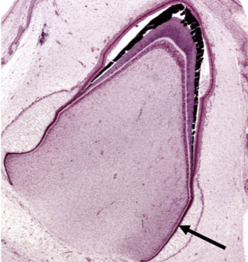 <p>ID the structure</p>