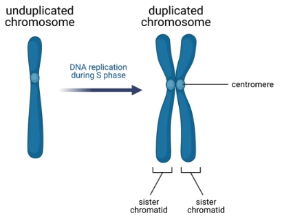 <p>Identical copies of a duplicated chromosome, attached by a centromere</p><ul><li><p>Seperated during <strong>Anaphase</strong></p><ul><li><p>Each half goes to a daughter cell</p></li></ul></li></ul><p></p>