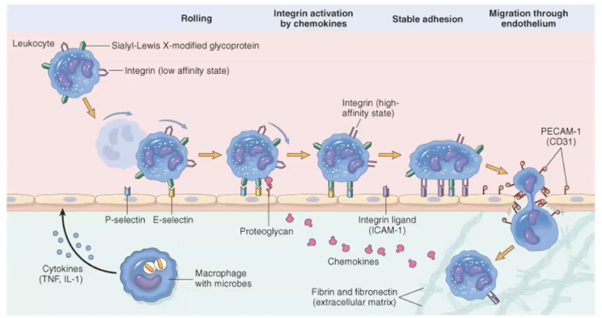 <ul><li><p><span>Vascular changes: vasodilation, vascular permeability, stasis. Rapid response designed to deliver leukocytes and plasma protein to the site of injury.</span></p></li><li><p><span>Cellular: margination, rolling, adhesion, transmigration, migration/chemotaxis.</span></p></li><li><p><span>Normal hydrostatic pressure: fluid flow</span></p><ul><li><p><span>From areas of high hydrostatic pressure (HP)</span></p><ul><li><p><span>Leaves the arterial end of the capillary network (32mmHg).</span></p></li><li><p><span>Reabsorbed at the venous end (12mmHg).</span></p></li></ul></li><li><p><span>Towards areas of high osmotic pressure.</span></p></li><li><p><span>Net flow is negligible across the vascular bed.</span></p></li></ul></li></ul><ul><li><p><span>Transient vasoconstriction</span></p></li><li><p><span>Arteriolar vasodilation</span></p><ul><li><p><span>Chemical mediators (histamine and NO).</span></p></li><li><p><span>Increased blood flow.</span></p></li><li><p><span>Engorgement of capillary beds.</span></p></li><li><p><span>Erythema (redness) and warmth.</span></p></li></ul></li><li><p><span>Transudate</span></p><ul><li><p><span>Increased hydrostatic pressure.</span></p></li><li><p><span>Accumulation of interstitial fluid.</span></p></li><li><p><span>Ultrafiltate.</span></p></li><li><p><span>Low protein concentration, few cells.</span></p></li></ul></li><li><p><span>Vascular permeability</span></p><ul><li><p><span>Endothelial cells line the entire blood and lymphatic vascular system, from the heart to the smallest capillary, and control the passage of materials - and the transit of WBC - into and out of the bloodstream.</span></p></li><li><p><span>Vasoactive mediators:</span></p><ul><li><p><span>Immediate and transient: histamine, bradykinin, leukotrienes, and other chemical mediators. Endothelial cell contraction, short lived (minutes).</span></p></li><li><p><span>Slow, prolonged: IL-I and TNF. Changes in cytoskeleton. Prolonged (hours to days).</span></p></li></ul></li><li><p><span>Endothelial injury:</span></p><ul><li><p><span>Direct injury of endothelial cells.</span></p></li><li><p><span>Delayed: mild injury, e.g., sunburn.</span></p></li><li><p><span>Immediate: severe injury, e.g., burn or infection of endothelial cells.</span></p></li><li><p><span>Sustained: hours to days (until injury is repaired).</span></p></li></ul></li></ul></li><li><p><span>Exudate:</span></p><ul><li><p><span>Increased vascular permeability.</span></p></li><li><p><span>Exudate (protein rich fluid)</span></p></li><li><p><span>Change in osmotic pressure.</span></p></li><li><p><span>Outflow of water and ions to extravascular space.</span></p></li><li><p><span>Edema-fluid accumulation in extravascular space.</span></p></li></ul></li></ul><p></p>