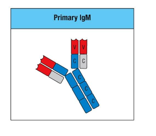 <p>Rapid production of low affinity IgM</p><p class="p1">• Important initial protection but not completely effective</p>
