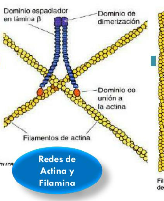<p>Organizacion de los filamentos de actina</p><p> Redes</p>