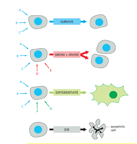 <p>Signals combine and interact to produce a specific response</p><ul><li><p>A combination of signals can evoke a response that is different from the sum of the effects that each signal would trigger on its own.</p></li><li><p>if a cell lacks a survival signal, itll undergo <strong>apoptosis</strong></p></li></ul><p></p>