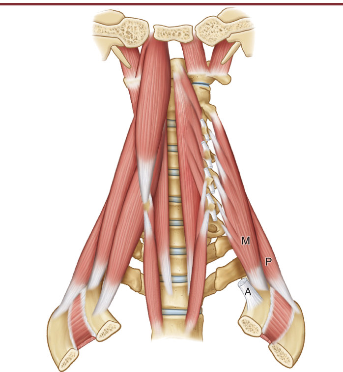 <p>Anterior Scalenes</p>