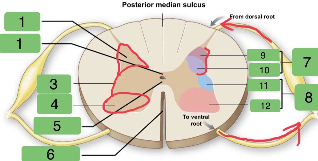 <p>Identify the sections of the Spinal Cord</p>