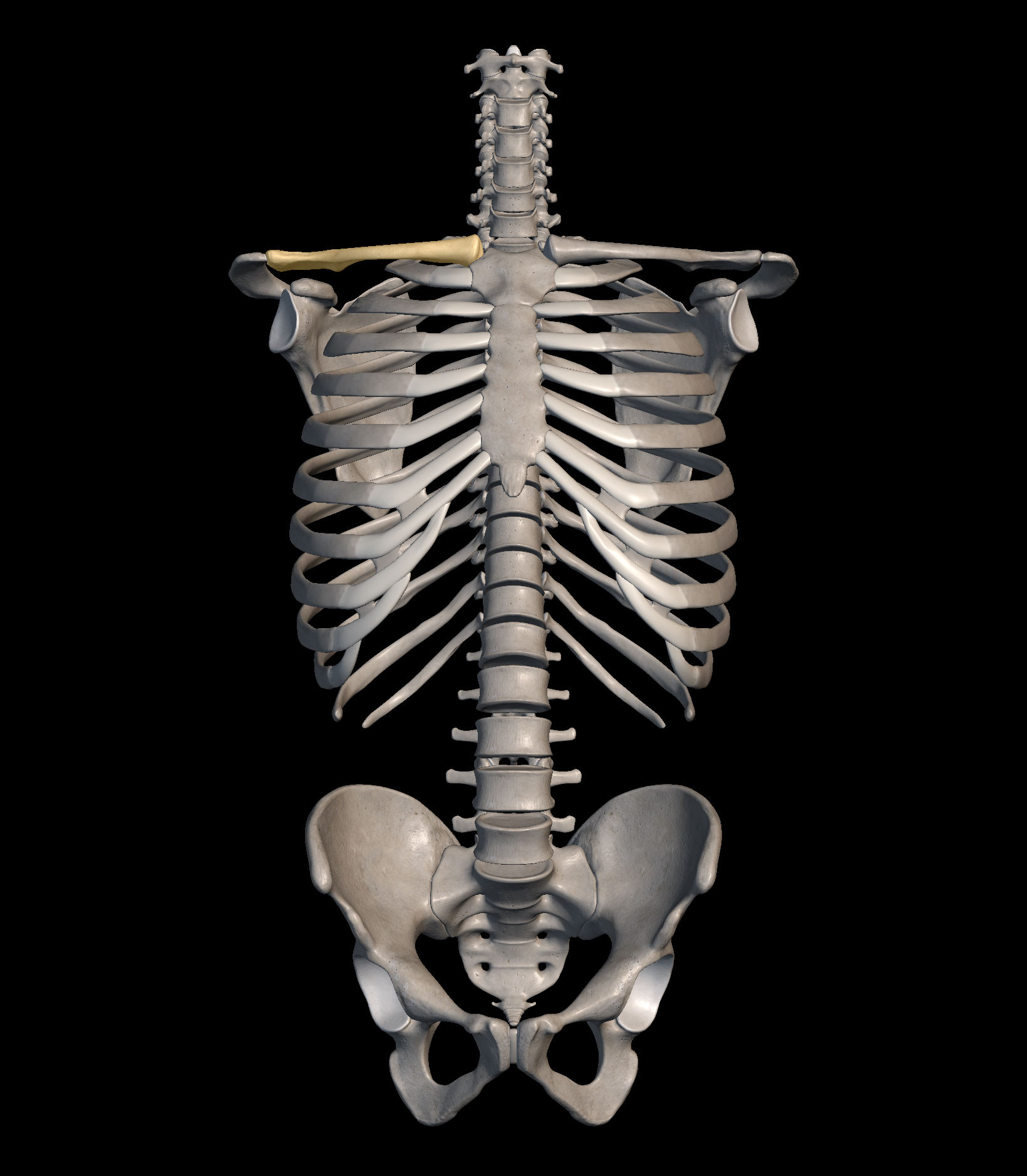 <p>What is the name of the part highlighted in yellow?</p>