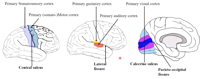 <p>most primary cortices are located around deepest sulci/ fissures</p><ul><li><p><span>Central sulcus -> surrounded by primary somatomotor and somatosensory cortices</span></p></li><li><p><span>Lateral fissure -> surrounded by primary auditory and gustatory cortices</span></p></li><li><p><span>Calcarine sulcus -> surrounded by primary visual cortex</span></p></li></ul><p></p>