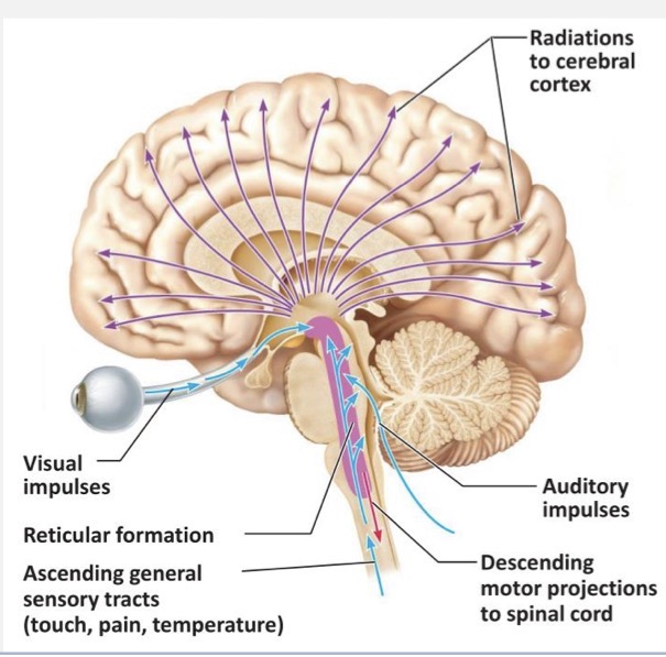 <p>input to the ARAS comes from all modalities (except proprioception) and from every segment of the spinal cord (via spinoreticular tract) and brainstem</p><ul><li><p>special senses</p></li><li><p>touch</p></li><li><p>pain</p></li></ul><p>these neurons synapse in the reticular formation; RF neurons synapse on the thalamic nuclei; from here, there are projections to all parts of the cortex</p><p>ARAS: sensory neurons → RF → thalamus → internal capsule → cortex</p><p>functions of reticular system:</p><ul><li><p>regulation of consciousness and alertness</p></li><li><p>sensory modification</p></li><li><p>regulation of muscle tone</p></li><li><p>contains central pattern generators for voluntary and involuntary actions</p></li><li><p>regulation of ANS</p></li></ul><p></p>