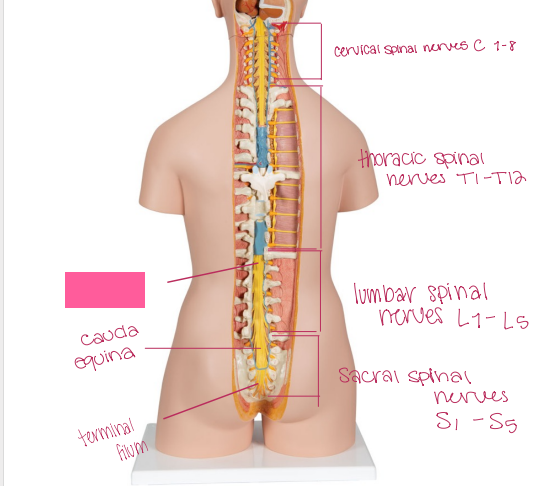 <p>What is being shown? </p>