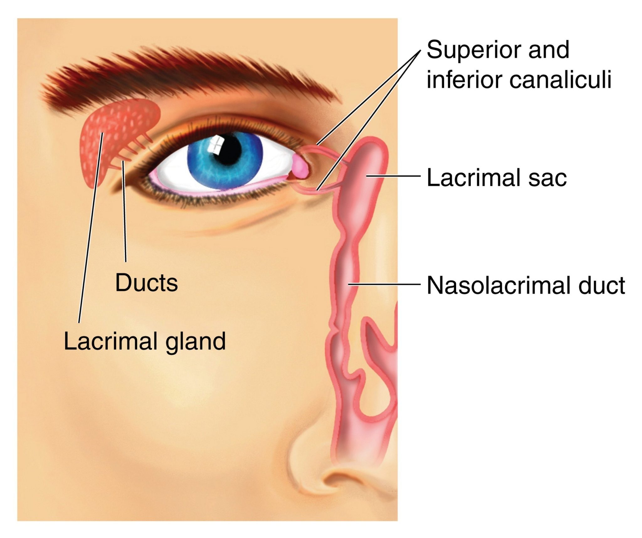 <ul><li><p>nasolacrimal duct</p></li></ul><p></p>
