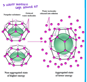 <p>Because NP + water is unfavorable<strong>, H2O molecules form a highly ordered, </strong><span style="color: blue;"><strong><em>cage-like shell</em></strong></span><strong> </strong>around each nonpolar solute molecule </p><ul><li><p>Maximizes solvent-solvent hydrogen bonding </p></li><li><p>Clustering hydrophobic molecules reduces the amount of ordered water thereby increase entropy </p></li></ul><p><strong>This phenomenon is the ______</strong></p><p></p>