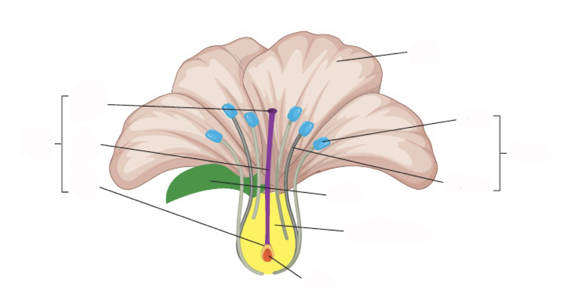 <p>where is ovary</p>