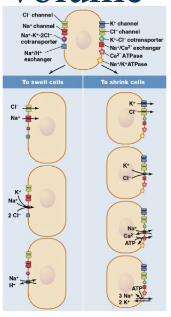 <p>regulation of cell volume</p>