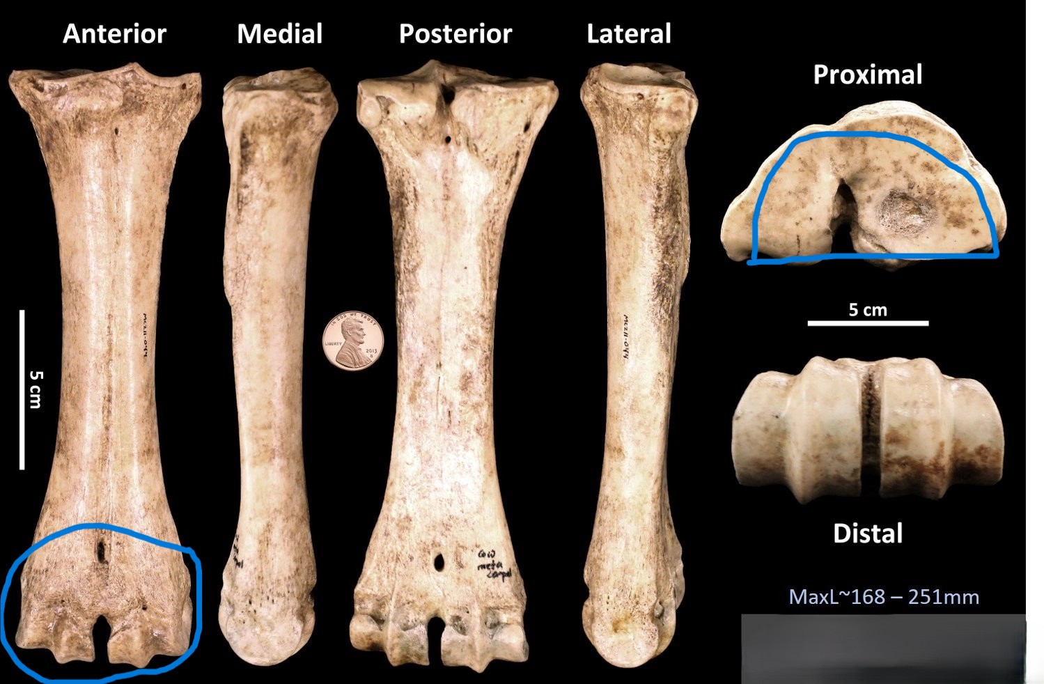 <ul><li><p>2 condyles </p></li><li><p>roughly D-shaped </p></li></ul><p></p><p>cow metacarpal</p><p></p>