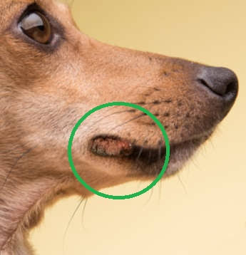 <p>Lip </p>