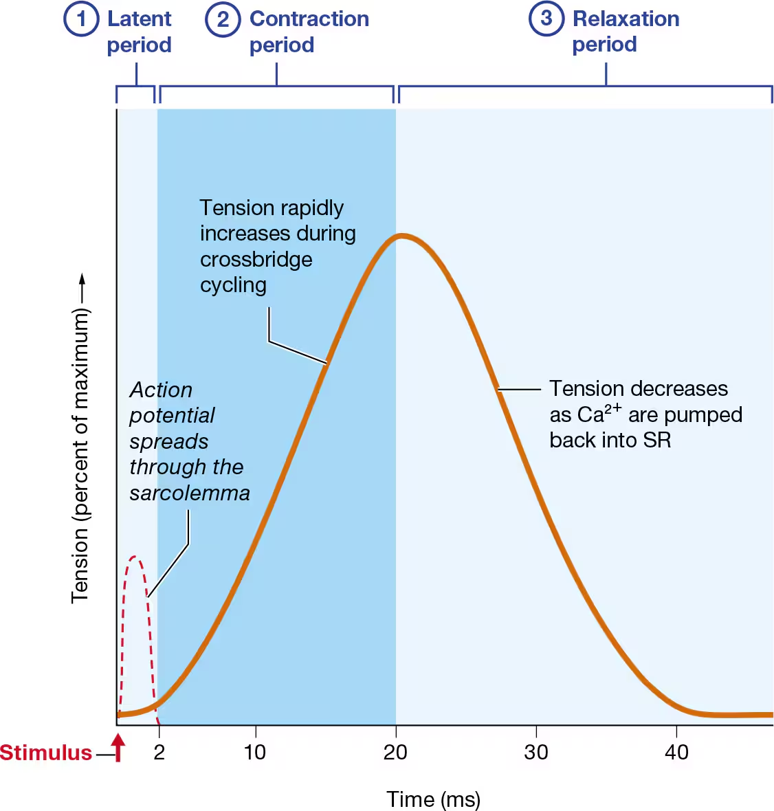 <p>What happens to skeletal muscle force data over time?</p>
