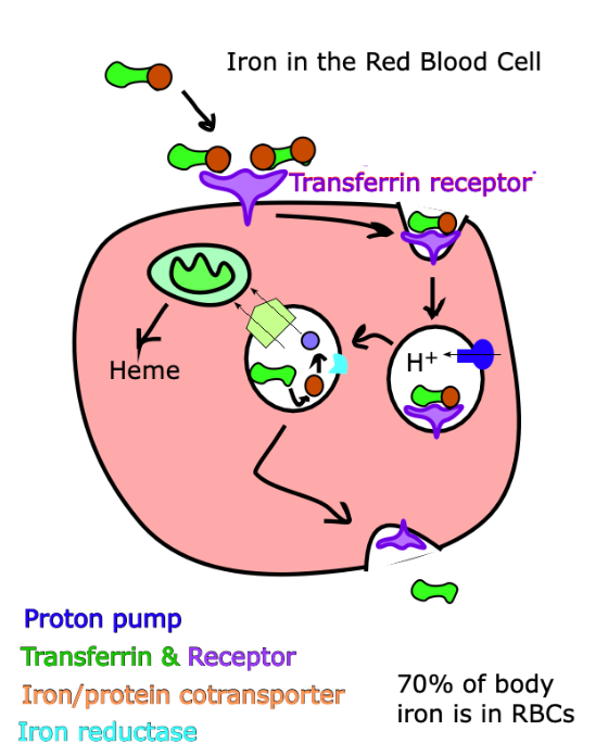 <p>Animal Iron Uptake in the Red Blood Cell</p><ul><li><p>This diagram must be a baby red blood cell (an erythrocyte) because mature RBCs don’t have organelles like the mitochondria.</p></li><li><p>Notice that iron <em>does not leave the red blood cell!!!</em></p></li></ul><p></p>
