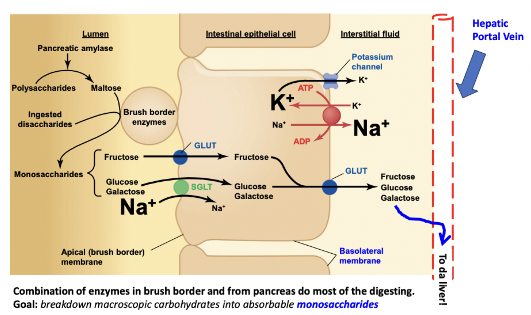 <p>Polysaccharides go into SI lumen → broken down by amylase into disaccharides → turned into monosaccharides by brush border enzymes</p><ul><li><p>Fructose → in cell via GLUT → in capillary via GLUT</p></li><li><p>Glucose and galactose cotransport with Na into cell via SGLT → out to capillary via GLUT</p></li><li><p>All go to the hepatic portal vein to the liver</p></li><li><p>Basolateral has K+/Na+ ATPase and K+ channel</p></li></ul><p></p>
