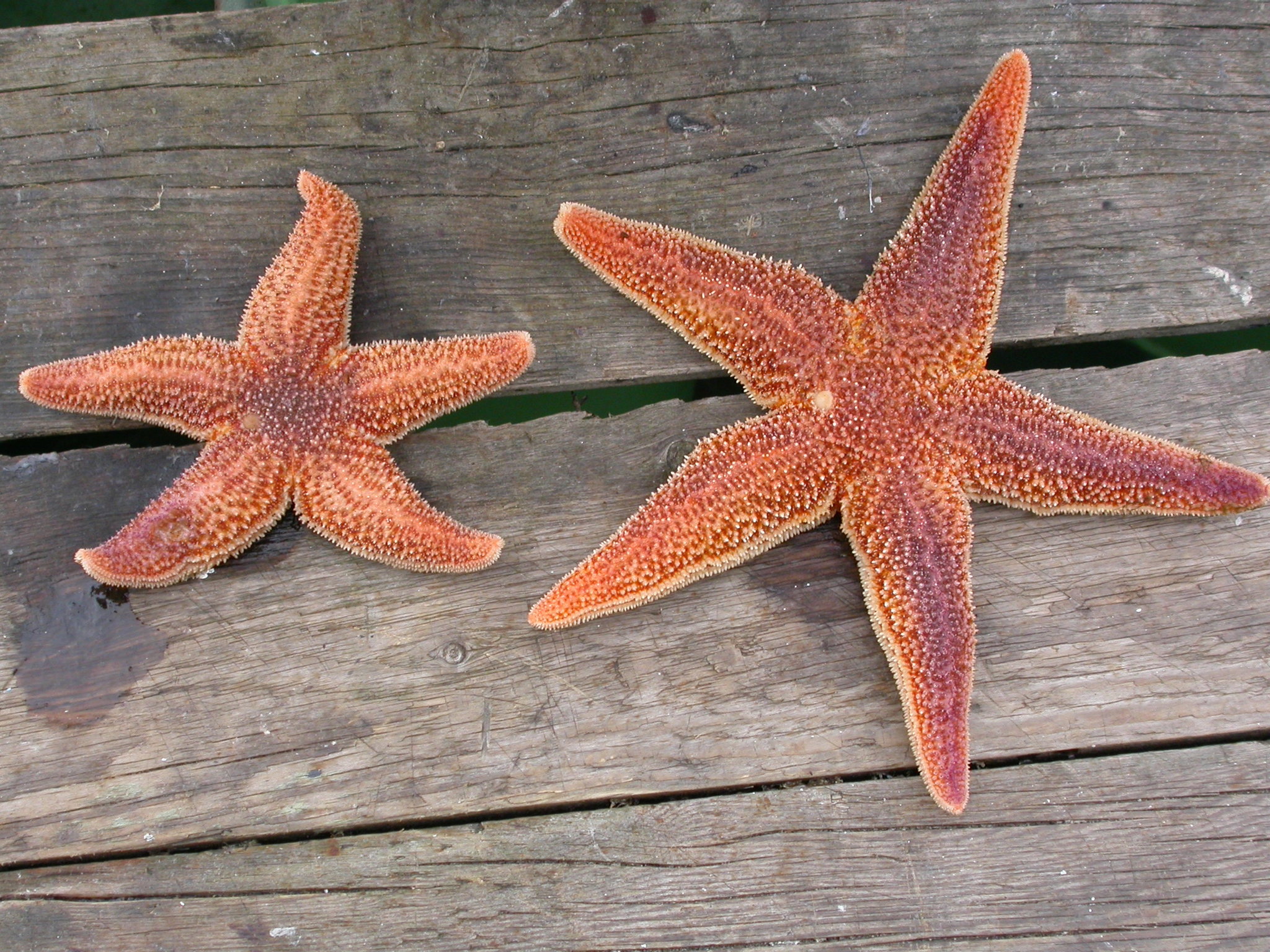 <p>Northern Sea Star</p>
