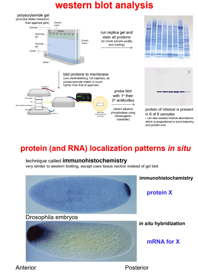 <ul><li><p>to determine what <strong>tissues </strong>accumulate a protein, we can use <strong>western blotting </strong>(derived from southern blotting, but using the protein instead of DNA, polyacrylamide gel instead of agarose, and electroblotting instead of capillary blotting)</p></li></ul><ul><li><p>to determine where a protein accumulates <strong>within </strong>a <strong>cell</strong>/tissue, we can use<strong> immunohistochemistry </strong>(similar to in situ hybridisation)</p></li></ul><p></p><p>detection requires antibodies for the protein of interest:</p><ul><li><p>a <strong>primary</strong> antibody detects the protein- this is produced by immunising an animal using the bacteria-produced protein (with a hexahistidine tag attached for purification)</p></li><li><p>a <strong>secondary </strong>antibody, conjugated to <strong>alkaline phosphatase</strong>, detects the primary antibody (this allows for signal amplification/sensitivity and use of a single reagent for multiple protein targets)</p></li><li><p>alkaline phosphatase converts a <strong>colourless</strong> chromogenic substrate to a <strong>purple </strong>precipitate (detected under a microscope)</p></li></ul><p></p>