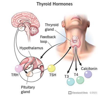 <p>Increasing the levels of the hormone thyroxine and adrenaline increase the rate of metabolism → helps generate more heat to raise blood temperature</p>