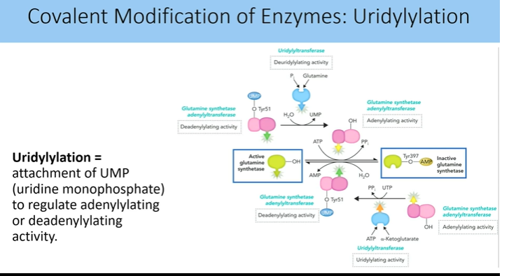 <p>attached of ump to regulate adenylation or deadylation</p>