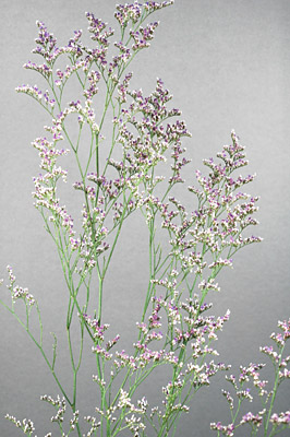 <p>What is the scientific name for this plant?</p>