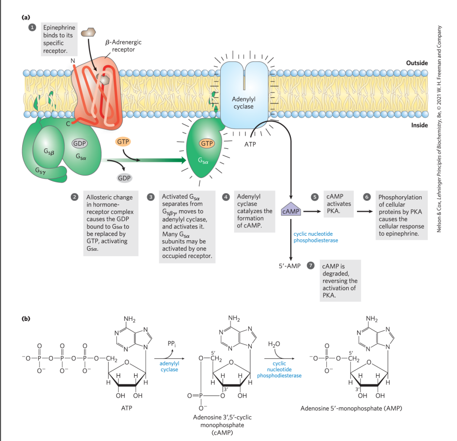 <p>- epinephrine binds to β-adrenergic receptor (GPCR) </p><p>- alpha subunit loses GDP, picks up GTP -> activated</p><p>- alpha leaves rest of G protein and moves towards adenylyl cyclase (activates it)</p><p>- adenylyl cyclase converts ATP to cAMP -> 2 cAMPs can activate PKA (cAMP binds to regulatory subunit -> regulatory subunit dissociates from catalytic subunit -> Ser, Thr, Tyr residues phosphorylated)</p><p>- pka phosphorylates other proteins, including glycogen phosphorylase b kinase: (controls amount of phosphorylase a)</p>