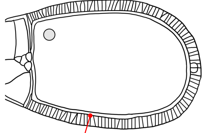 <p>Which layer is indicated in the figure?</p>