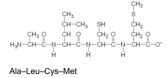 <p>A protein is a polypeptide of 50 or more amino acids that has biological activity.</p><p> The primary structure of a protein is the particular sequence of amino acids held together by peptide bonds.</p>