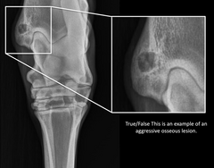 <p>This is an example of an aggressive osseous lesion.</p><p>TRUE OR FALSE</p>