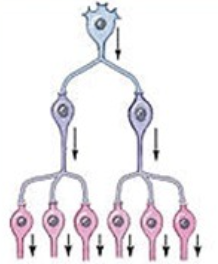 <p>what type of neuronal pool is this</p>