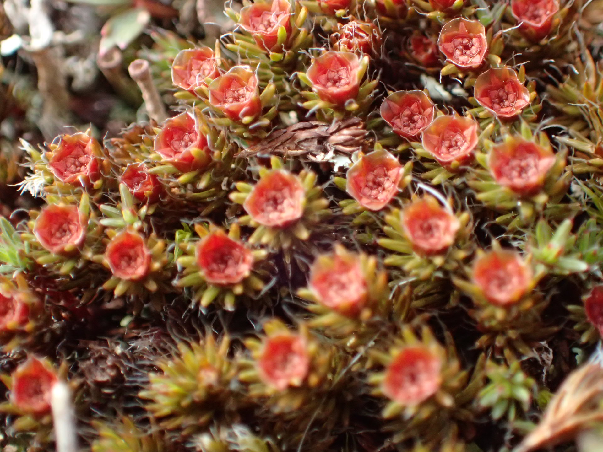 <p>What is the body of this plant called?</p>