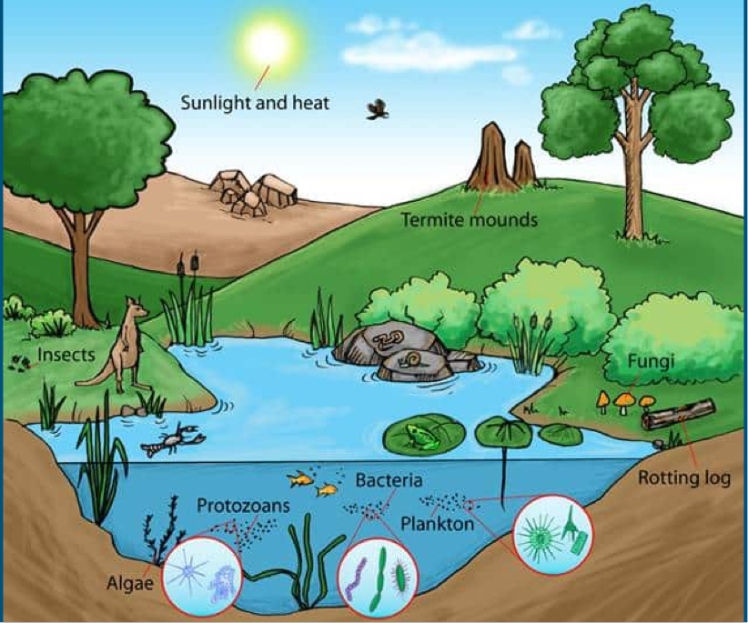 <p>combo of biotic &amp; abiotic factors w in a given area </p><p></p><p></p>