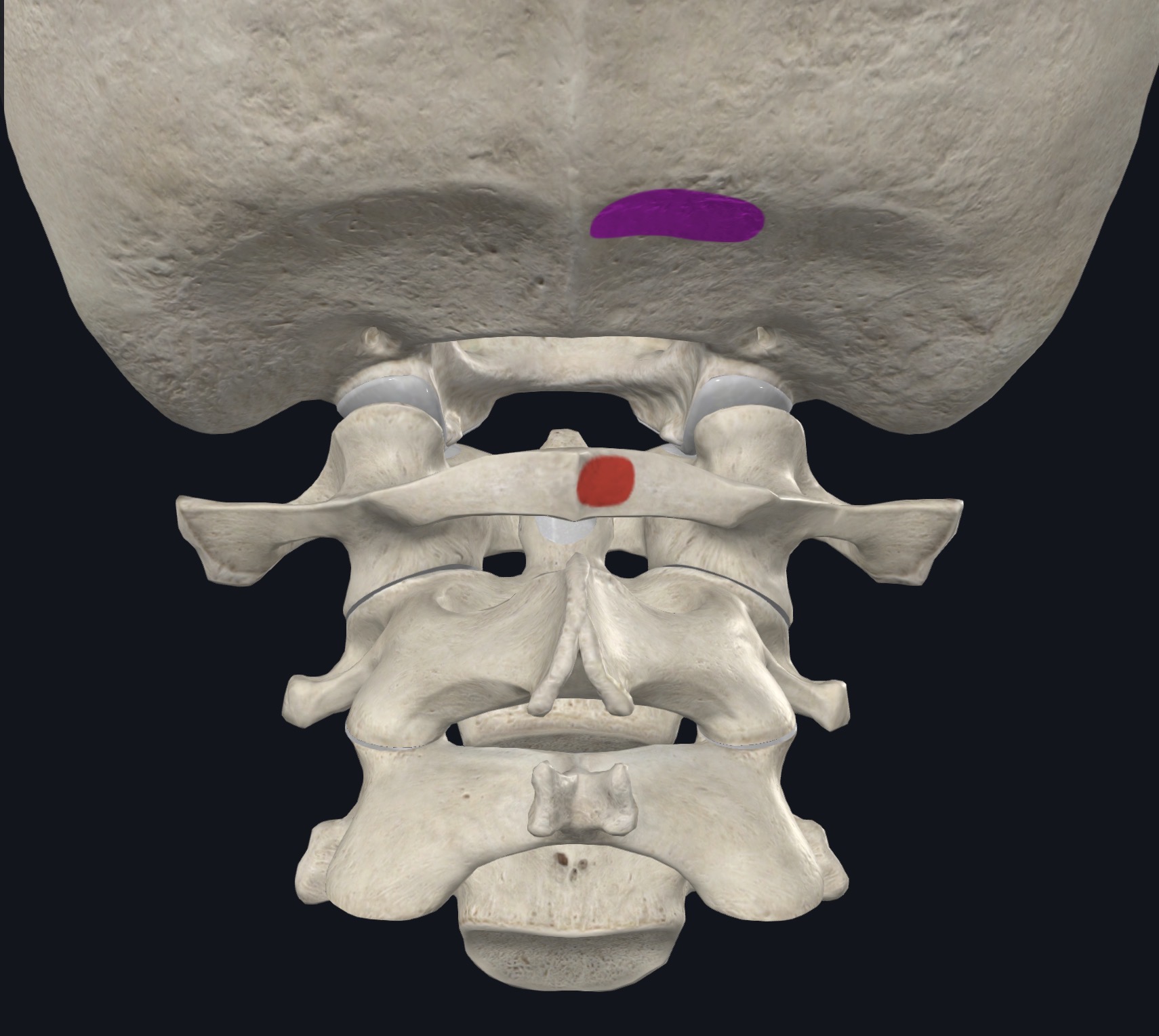 <p>Medial portion of occipital bone below inferior nuchal line </p>