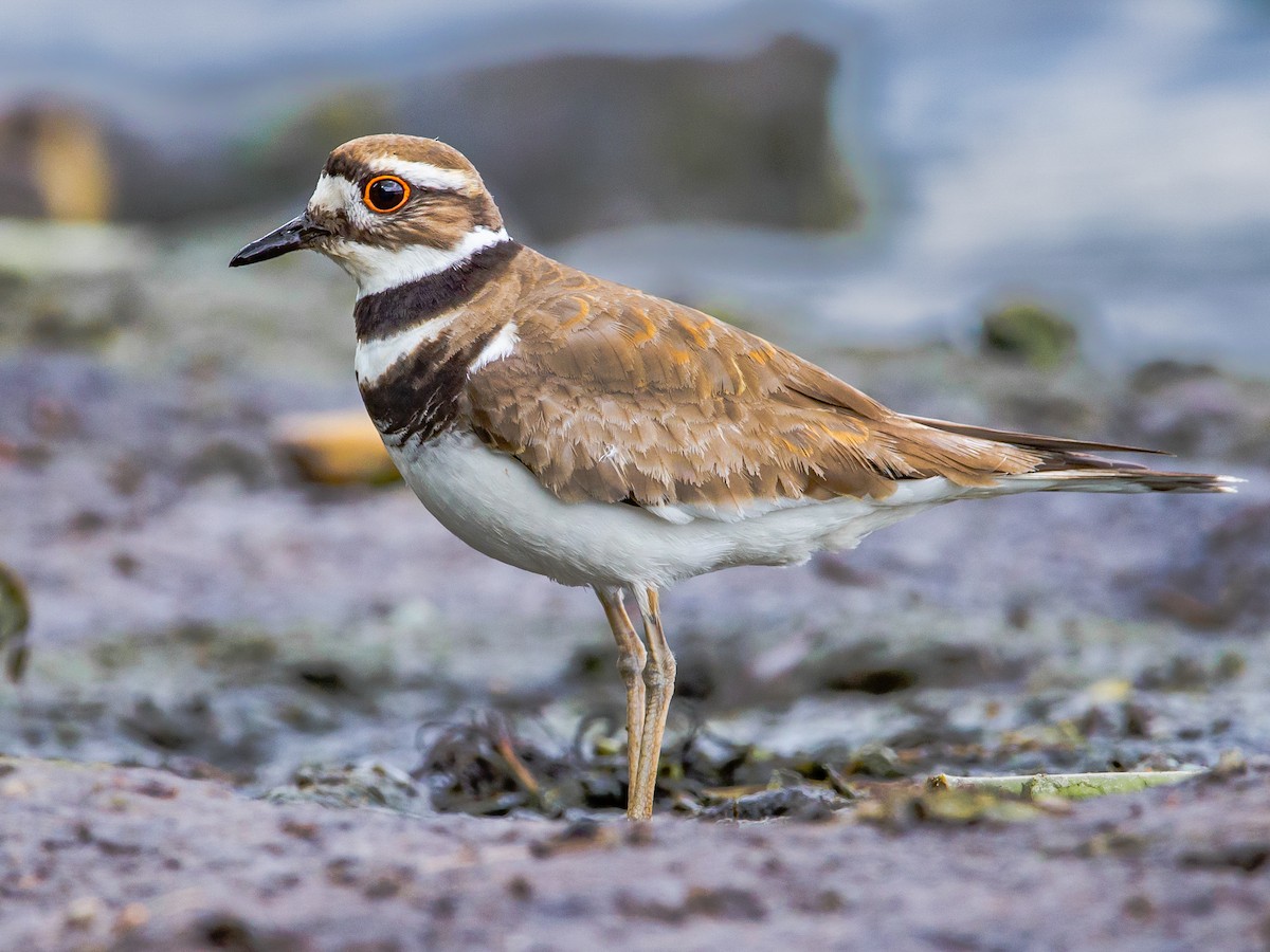 <p>Killdeer</p>