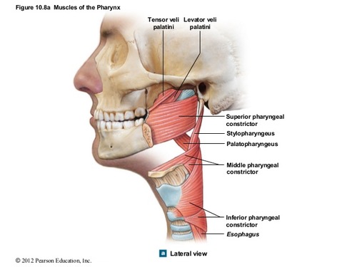 <p>-1 layer that sits posterosuperior to the levator veli palatini </p><p>-1 antero-inferior to the levator veli palatini</p><p></p>